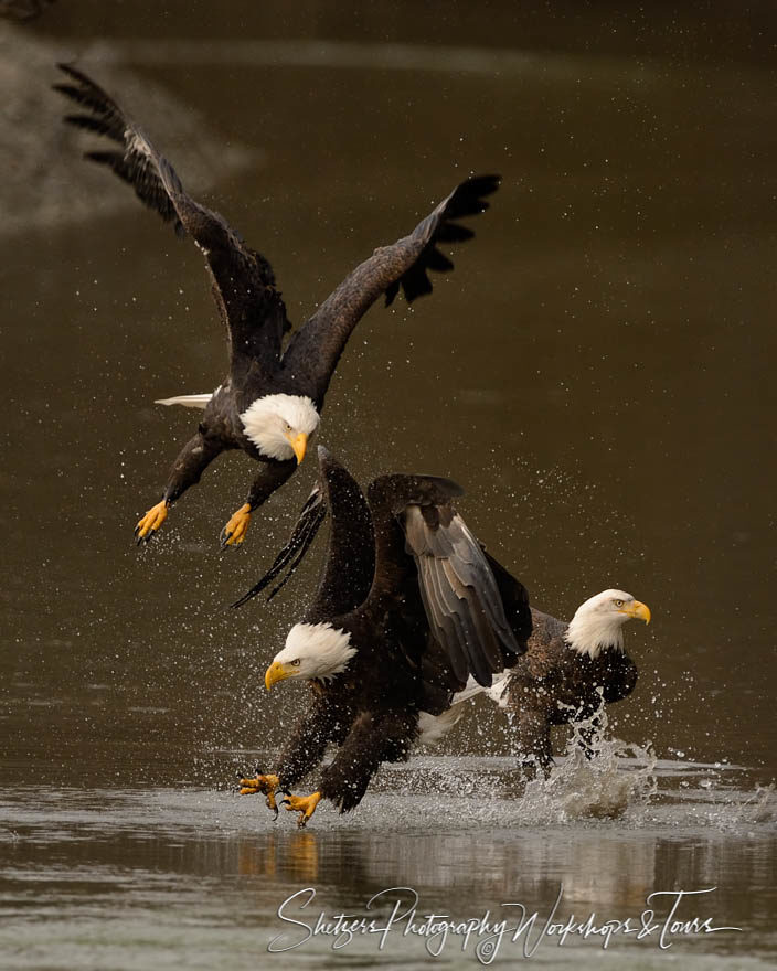 Bald Eagles fight