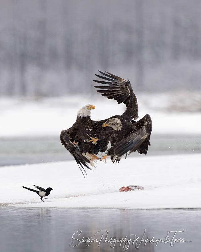 Bald Eagles fight in Alaska