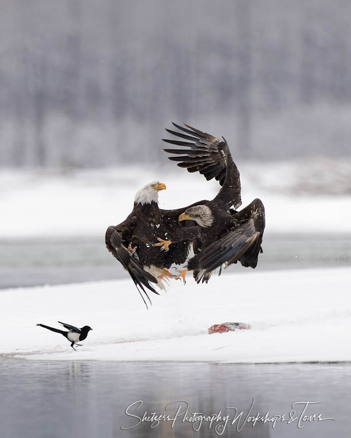 Bald Eagles fight in Alaska 20151116 123924