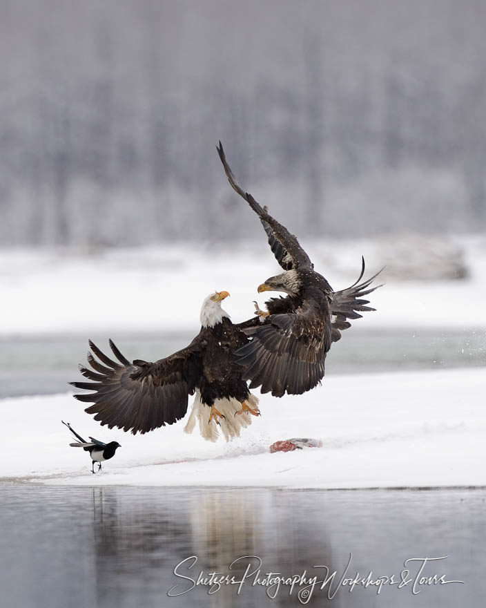 Bald Eagles fight over fish