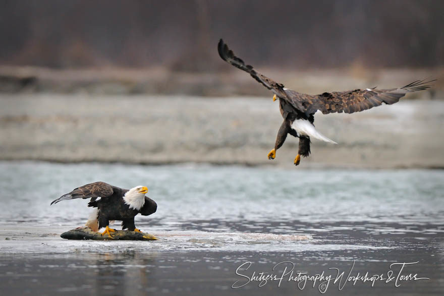 Bald Eagles fight over fish on river