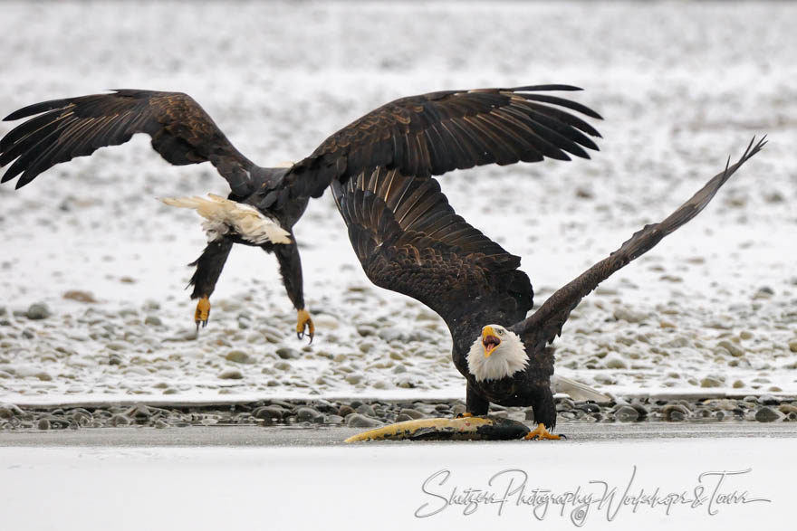 Bald Eagles fight over salmon in snowy Alaska