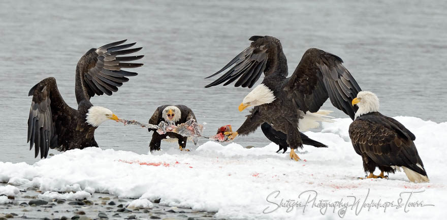 Bald Eagles fight over salmon scraps