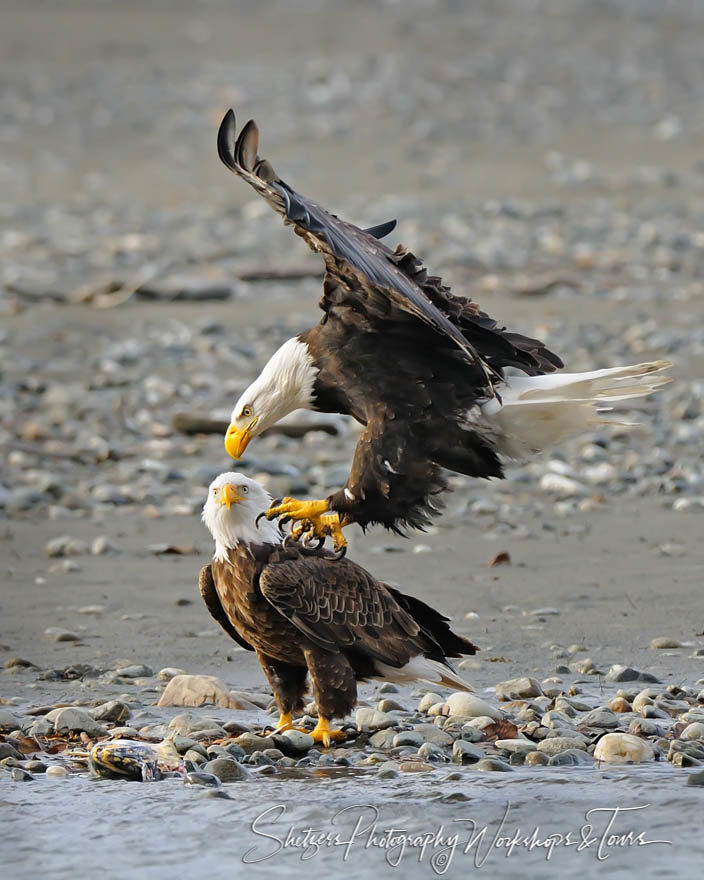 Bald Eagles fighting over Salmon