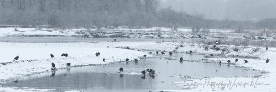 Bald Eagles gather along banks of the Chilkat river