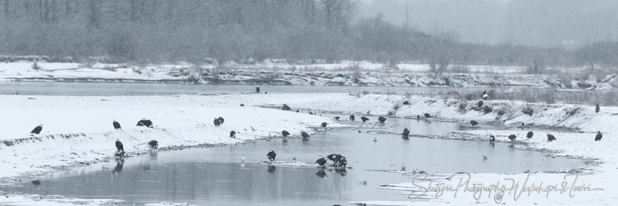 Bald Eagles gather along banks of the Chilkat river 20111104 125433