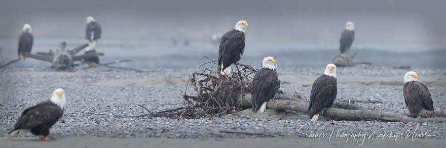 Bald Eagles gathering in Alaska 20101114 114848