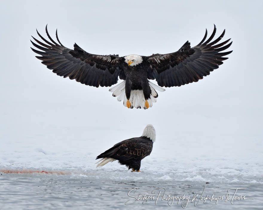 Bald Eagles in Snow landing with wings spread