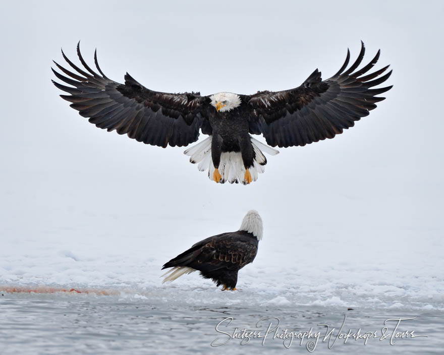 Bald Eagles in Snow landing with wings spread 20121113 121901