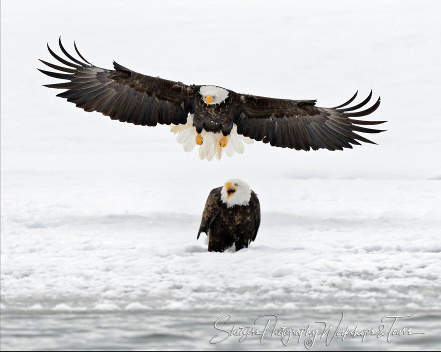 Bald Eagles in snow