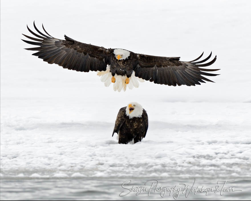 Bald Eagles in snow 20121113 123324