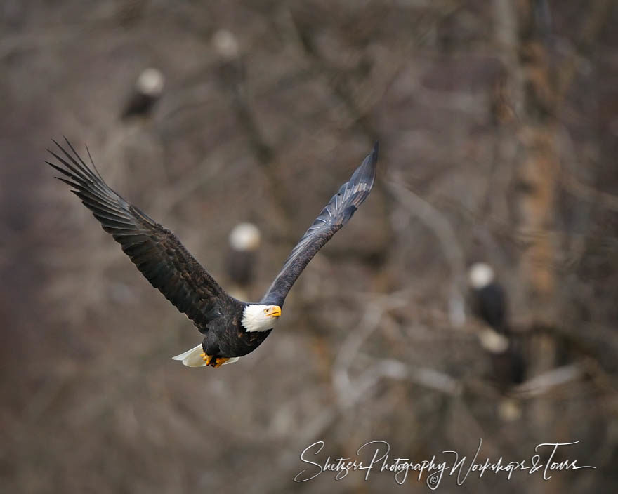 Bald Eagles in the trees with eagles in the background