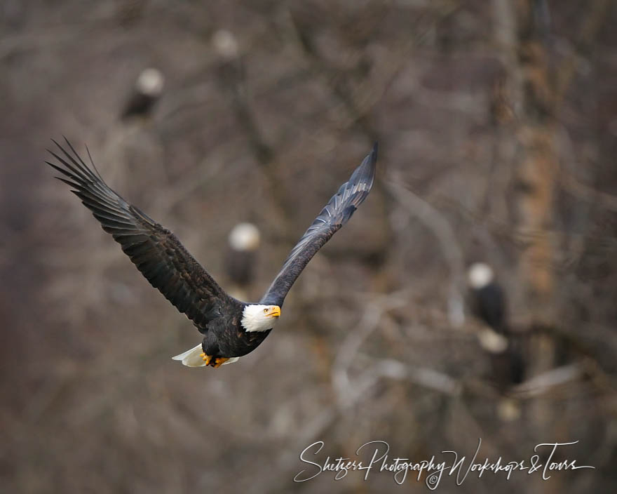 Bald Eagles in the trees with eagles in the background 20101122 125514