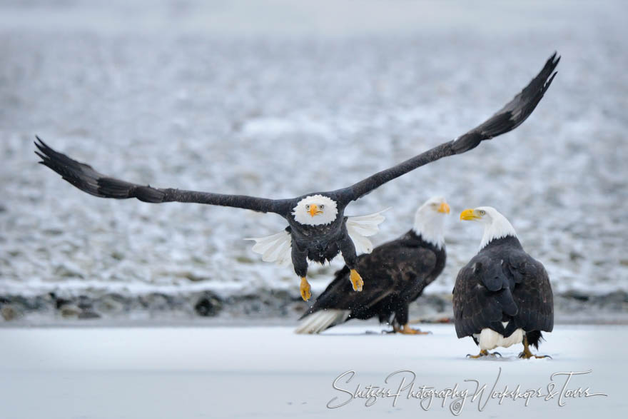 Bald Eagles on Chilkat River 20101124 133957