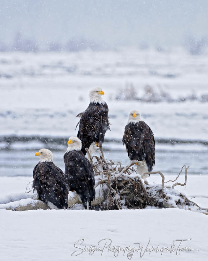 Bald Eagles on log in snow