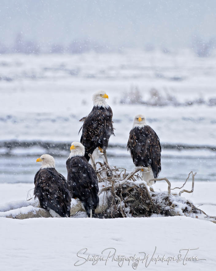 Bald Eagles on log in snow 20111104 152900