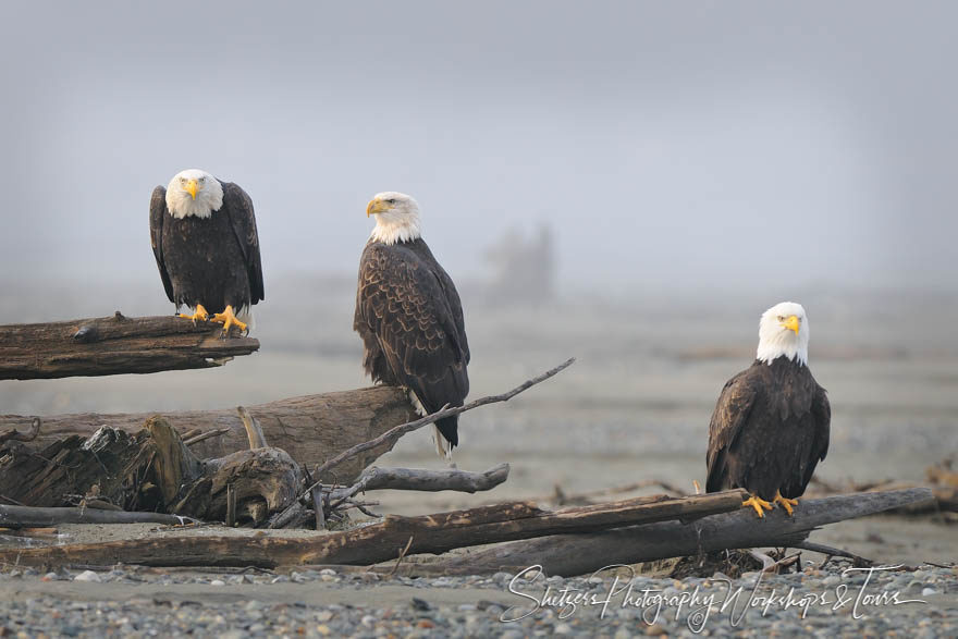 Bald Eagles on logs in Alaska