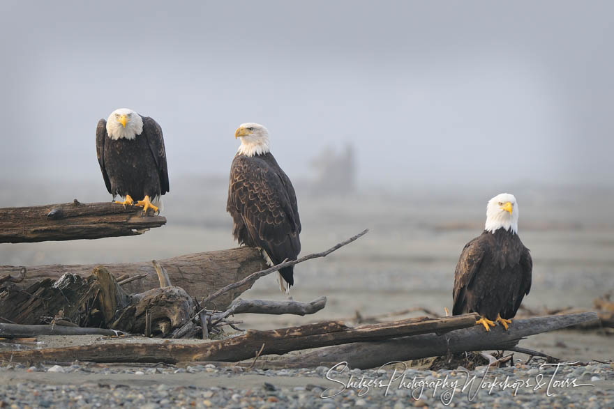 Bald Eagles on logs in Alaska 20101114 133612