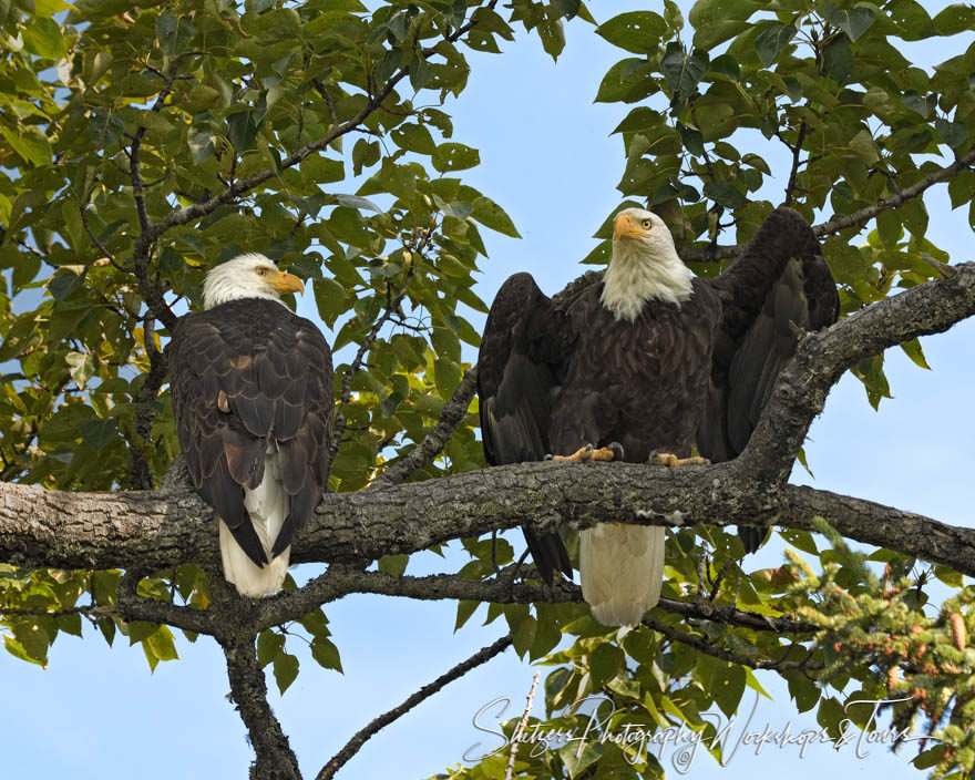 Bald Eagles on perch at Lake Clark