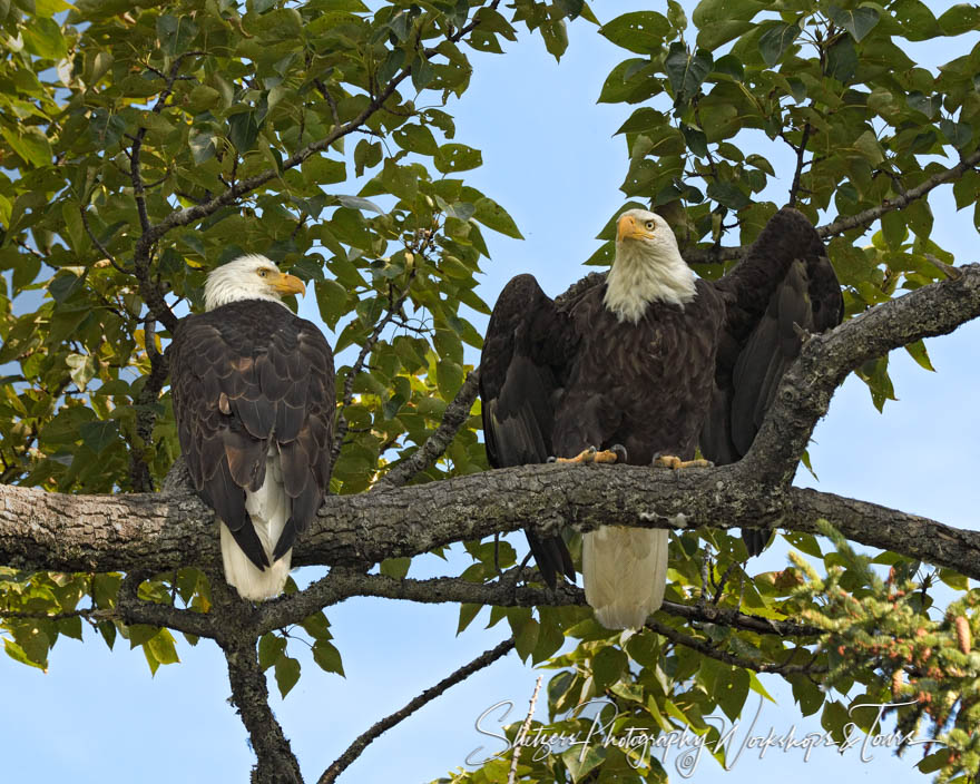 Bald Eagles on perch at Lake Clark 20160730 130001