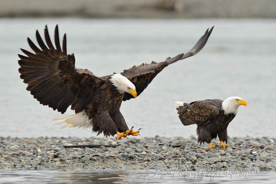 Bald eagle alights on a rocky beach