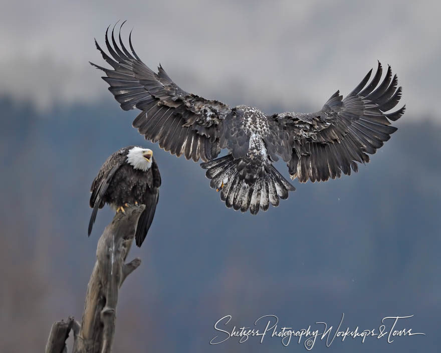 Bald eagle attacks another