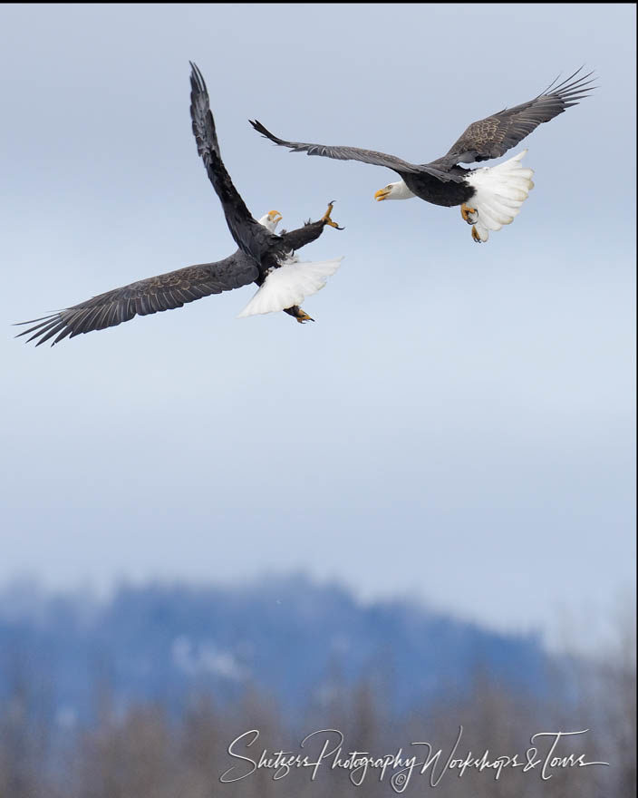Bald eagle attacks in mid-air
