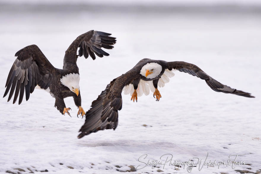 Bald eagle being chased in Alaska