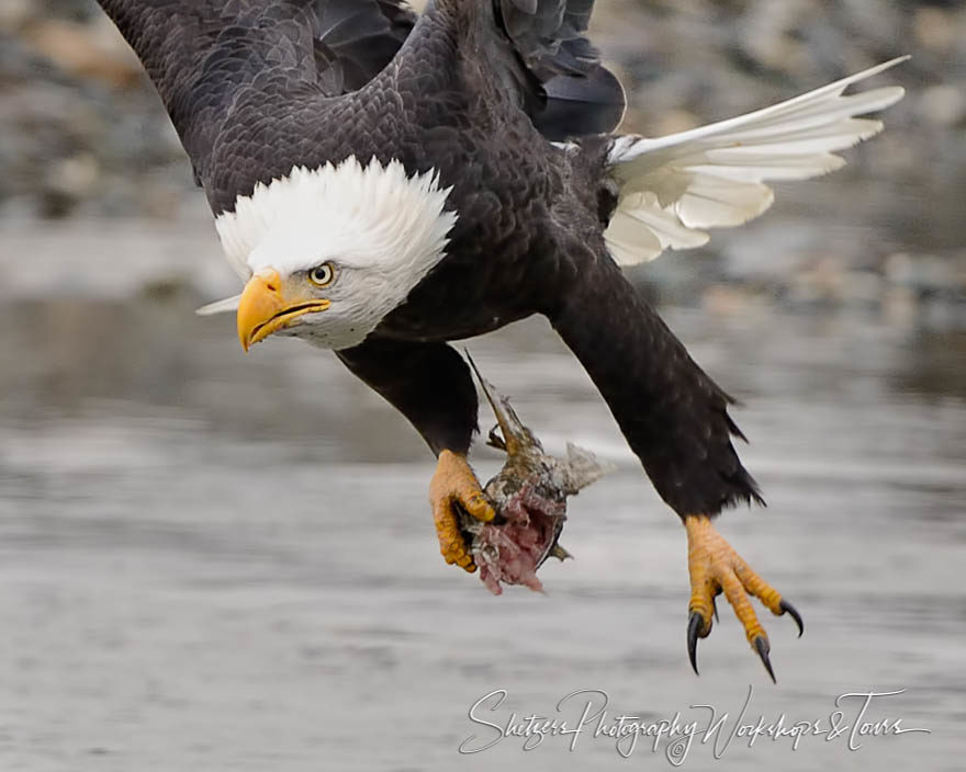 Bald eagle close-up inflight with fish scraps