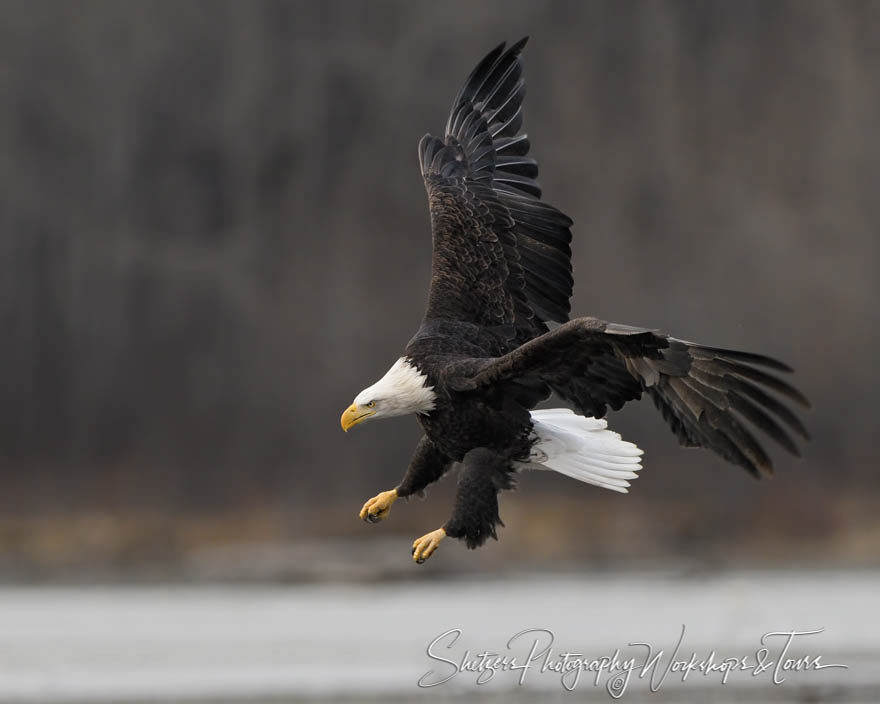 Bald eagle close up while landing