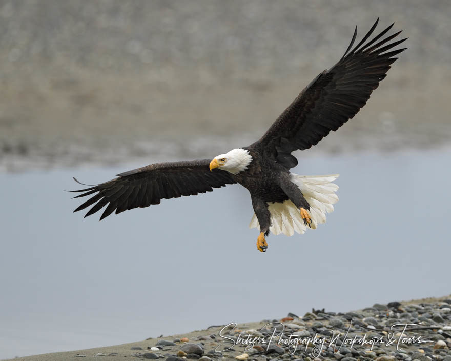 Bald eagle coming in for a landing
