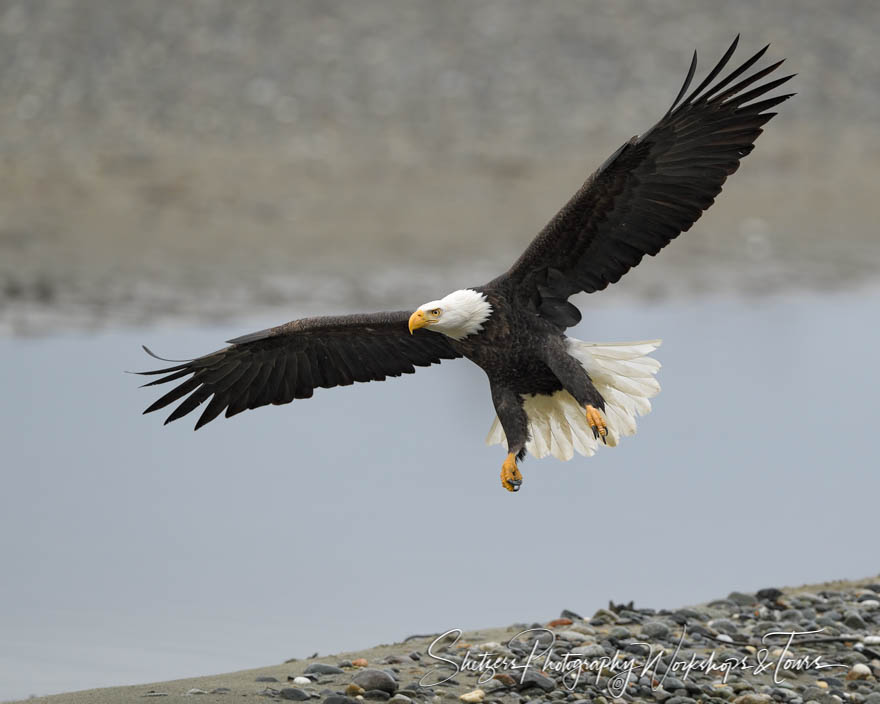 Bald eagle coming in for a landing 20161109 144232