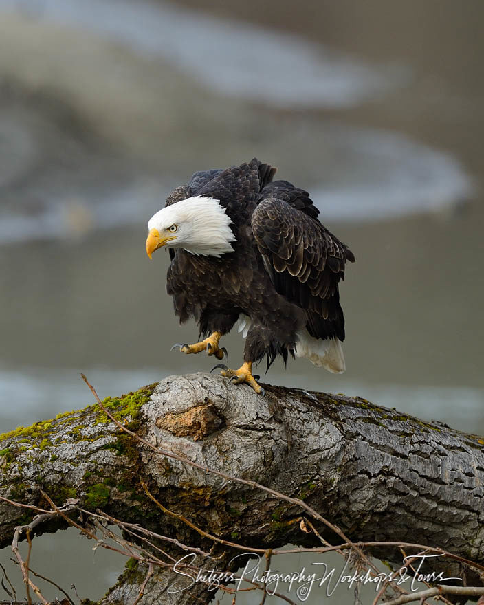 Bald eagle dances on tree