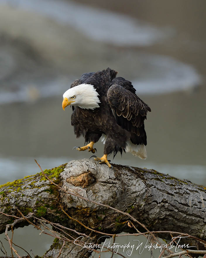 Bald eagle dances on tree 20131102 144301