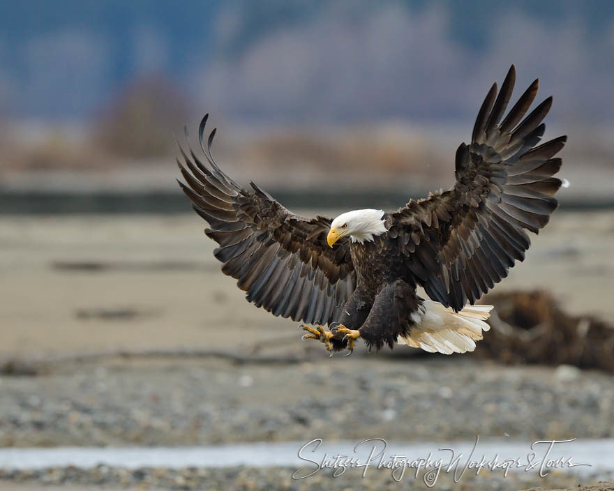 Bald eagle displays talons while landing on beach