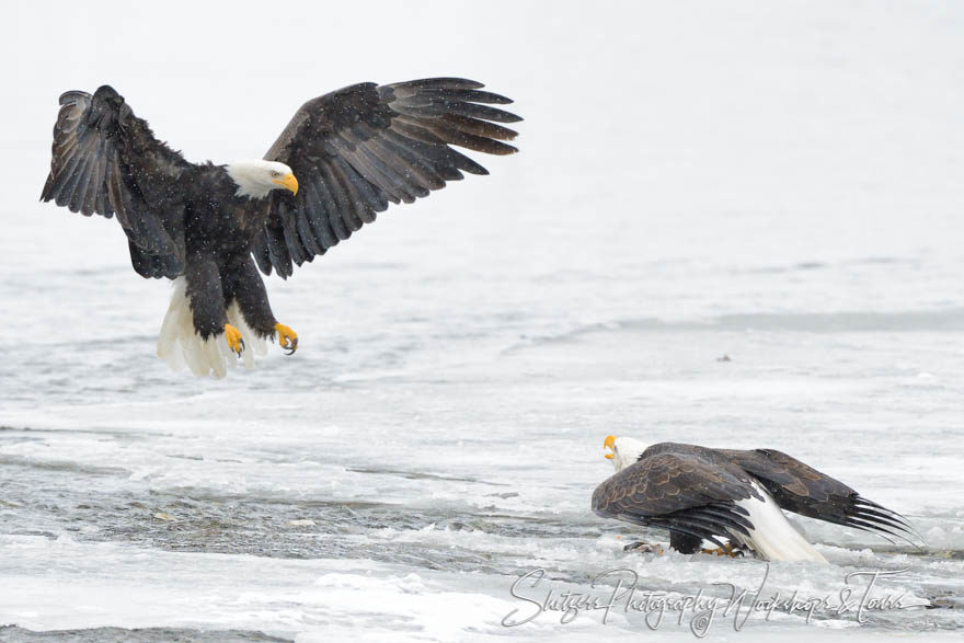 Bald eagle face off over salmon