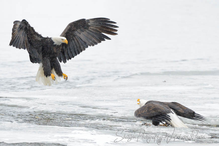 Bald eagle face off over salmon 20121111 153126