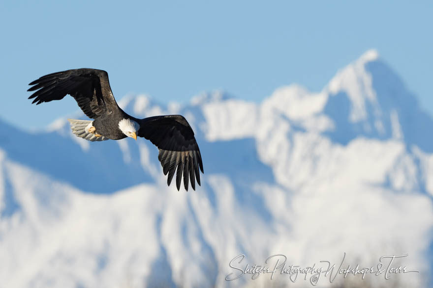 Bald eagle flies in front of Alaskan mountains