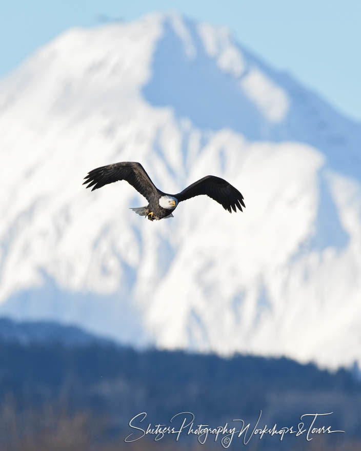 Bald eagle flies in front of mountains