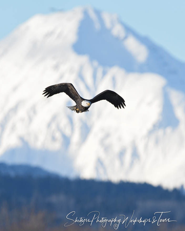 Bald eagle flies in front of mountains 20161116 135744