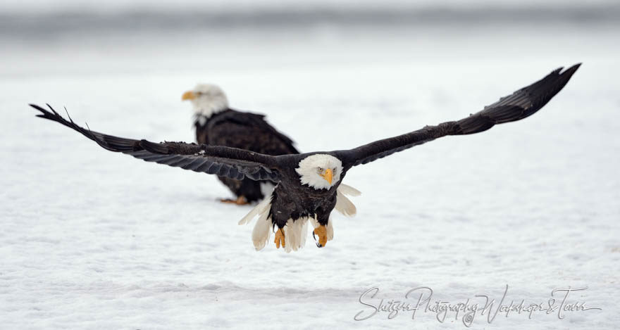 Bald eagle flies off