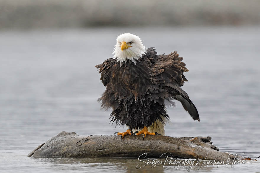 Bald eagle fluffy on a log
