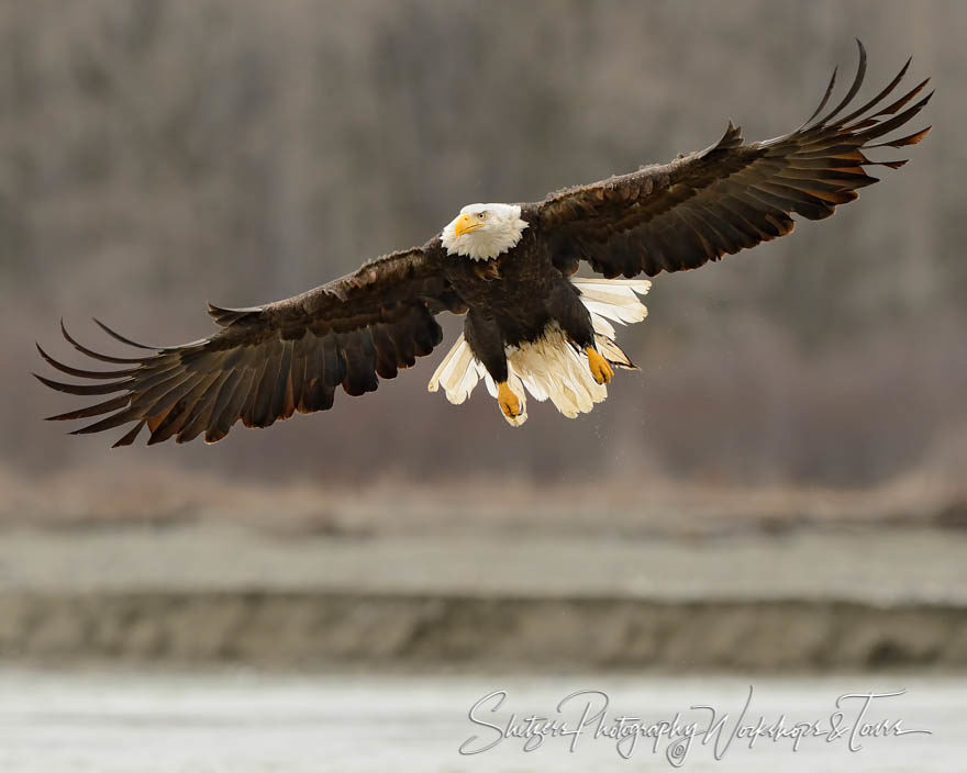 Bald eagle in flight with wings extended