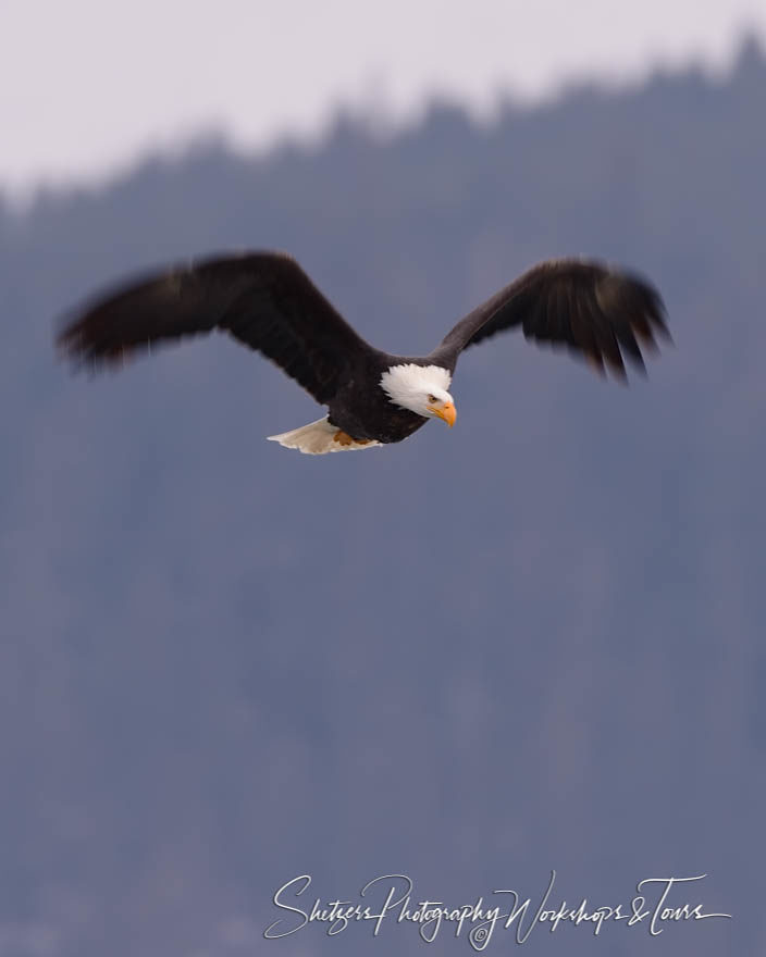 Bald eagle in motion