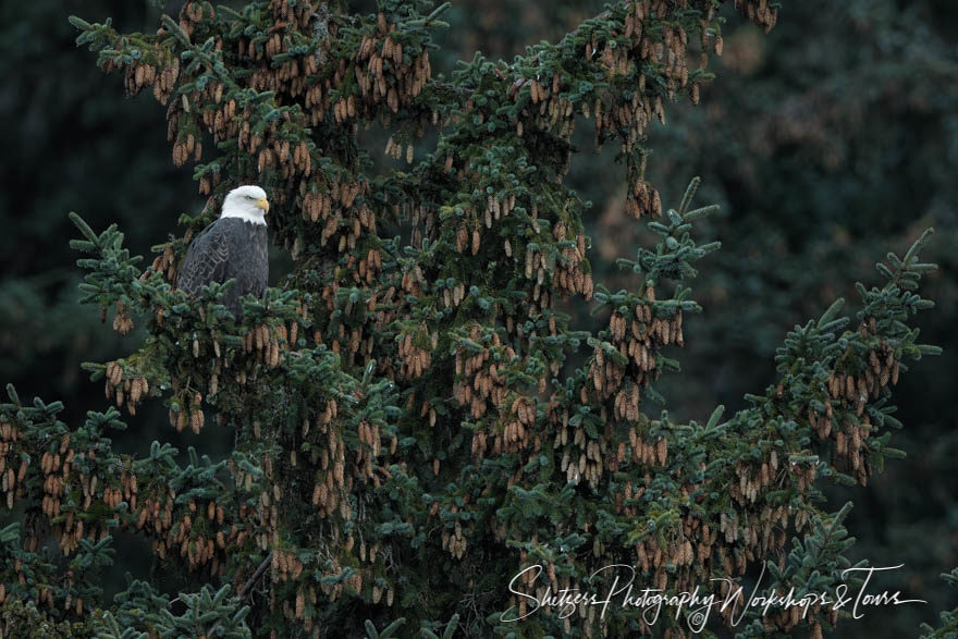 Bald eagle in sitka spruce on the Chilkoot river