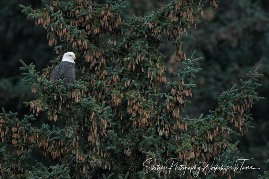 Bald eagle in sitka spruce on the Chilkoot river 20161116 163946