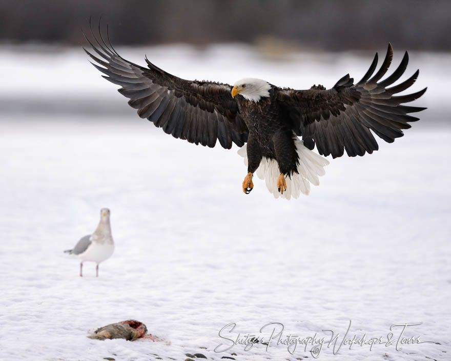 Bald eagle landing on fish