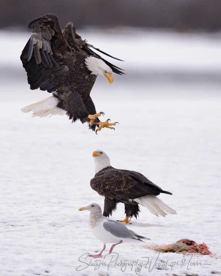 Bald eagle lands on salmon remains