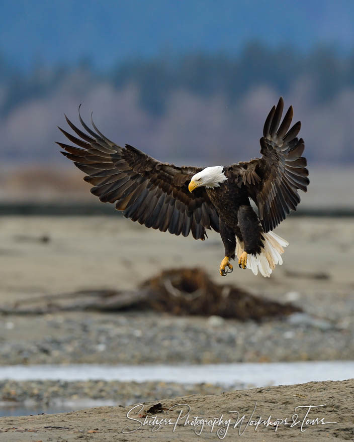 Bald eagle lands on sandy beach