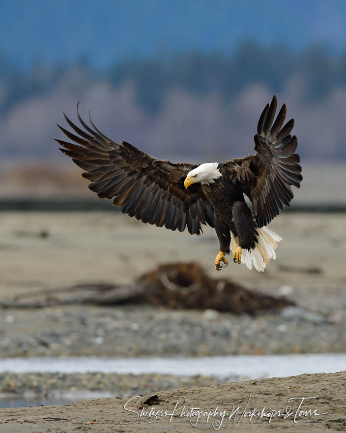 Bald eagle lands on sandy beach 20131102 121736